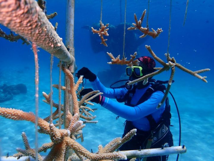 Coral Restoration-BREEF