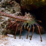 Spiny Lobster - BREEF