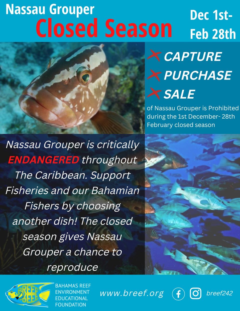 Nassau Grouper Closed Season BREEF