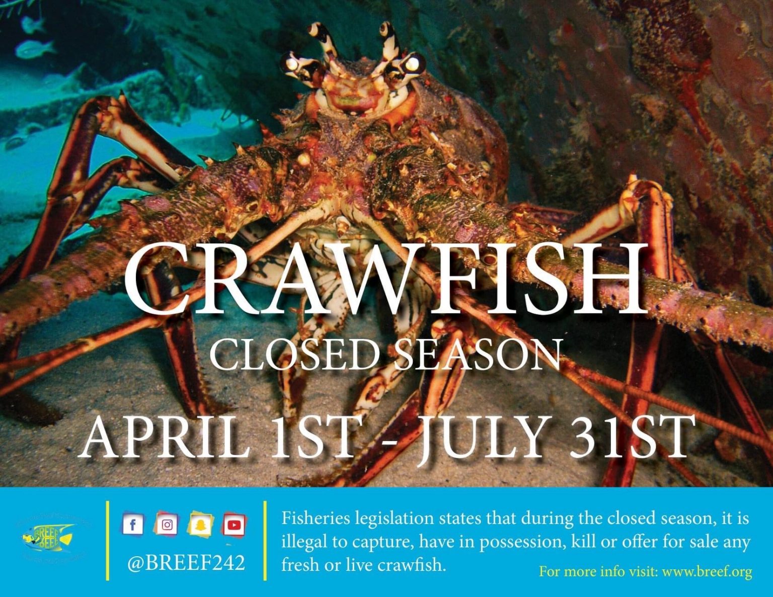 Crawfish Closed Season BREEF